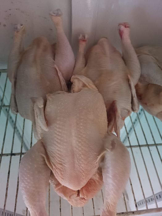 Продам бролер домашний без химикат