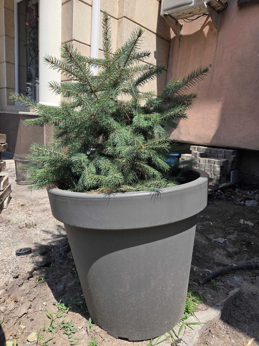 Елочки 60см срочно продам
