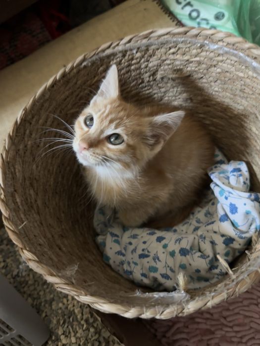 котёнок рыжий.