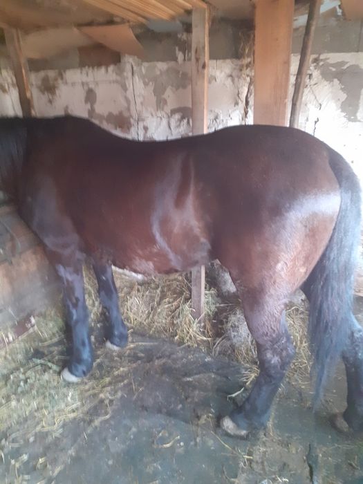 Vand iapa de vanzare