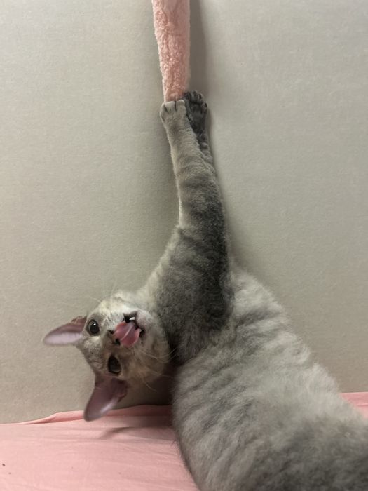 Отдам кота в хорошие руки