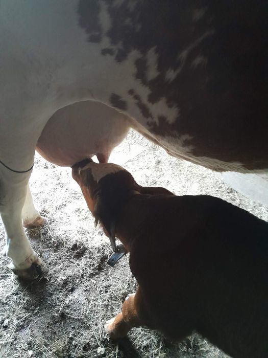 Vacă de vânzare cu vițel