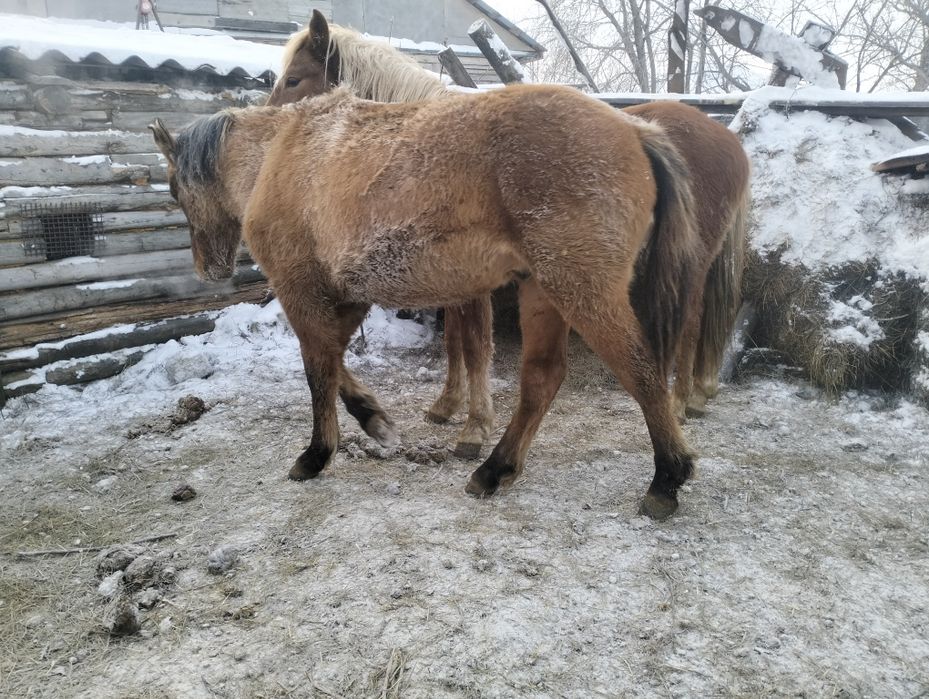 Тайлар бар сатылымда