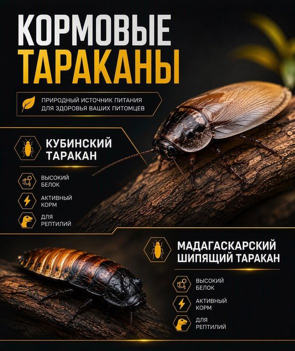 Мраморный таракан !
