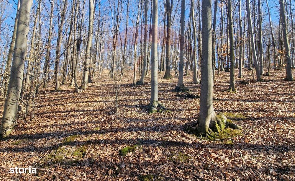 Teren de Vânzare în Pâncești (Sascut)