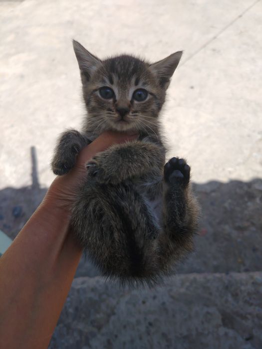 Котята бесплатно