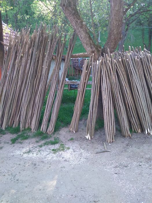 Pari de fasole și de roșii la 2 lei bucata