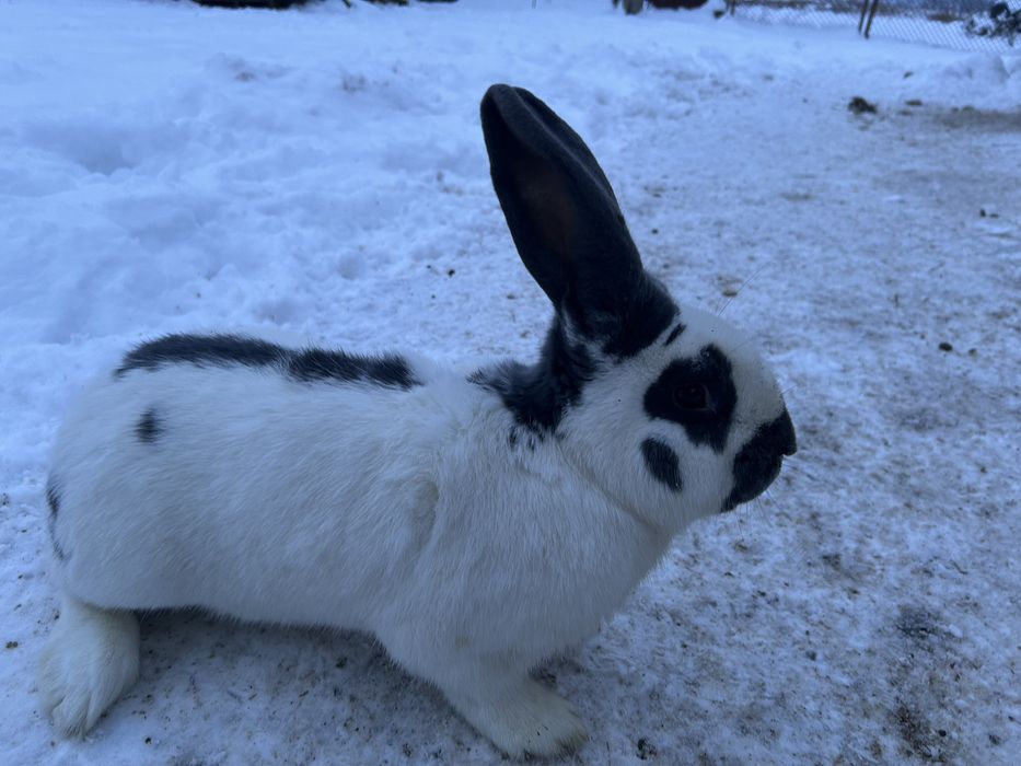 Mascul fluture german