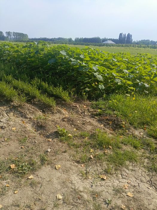 Ishonchli mevali va manzarali koʻchatlar