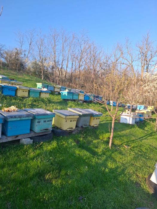 Vând 20 familii de albine 500 de lei familia pe 10 rame