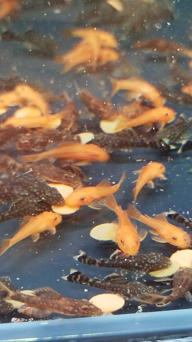 Анциструс супер Ред