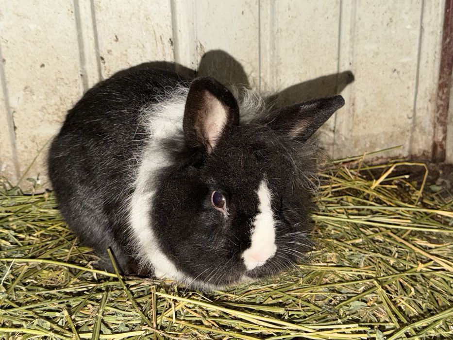 Iepure mascul cap de leu