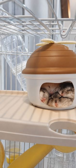 PACHET Cusca hamsteri+4 hamsteri pitici