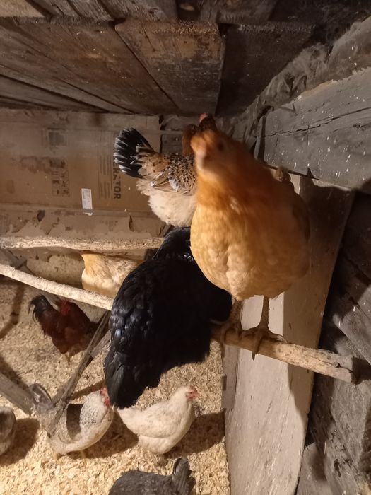 Продам домашних курей