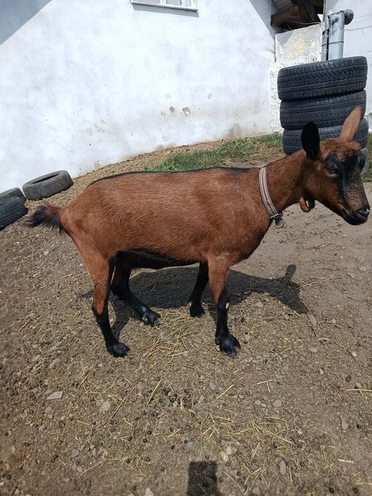 Capră alpină 1,7 ani gestantă