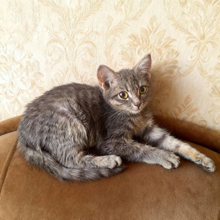 Отдам котят в хорошие руки