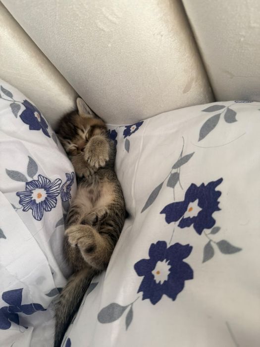 Котяты, мысык 4