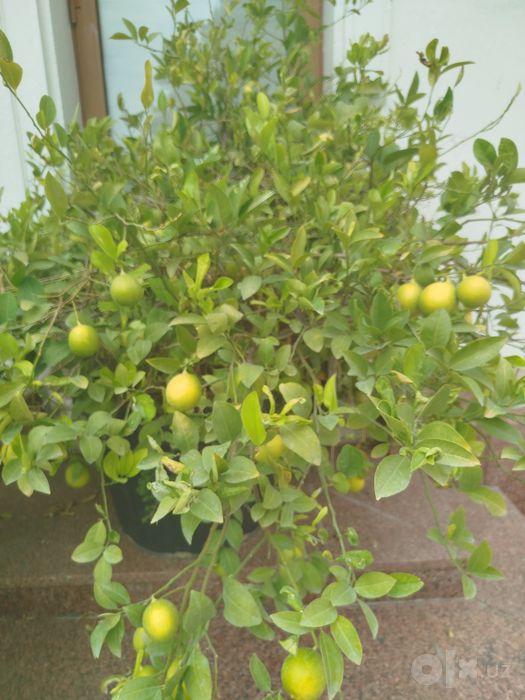 Lemon daraxt zo'r hosili bor sotiladi
