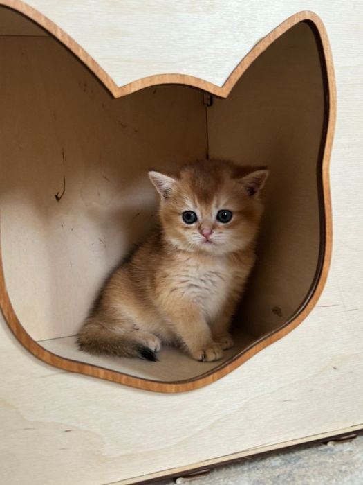 Шиншилла британская малышка