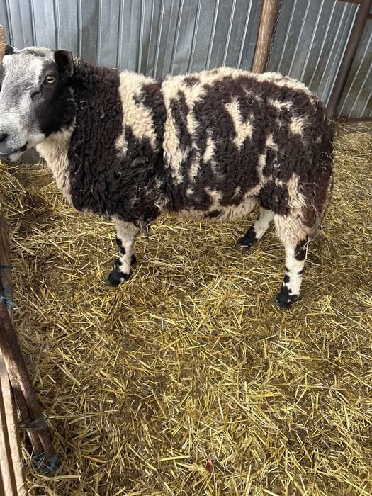 Vand schimb berbec Patat Olandez