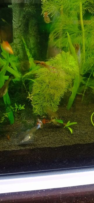 Аквариумные рыбки гуппи