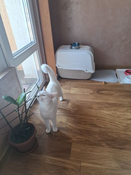 Подарявам коте Турска ангорка