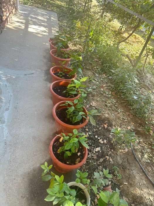 Продам лимонные деревья