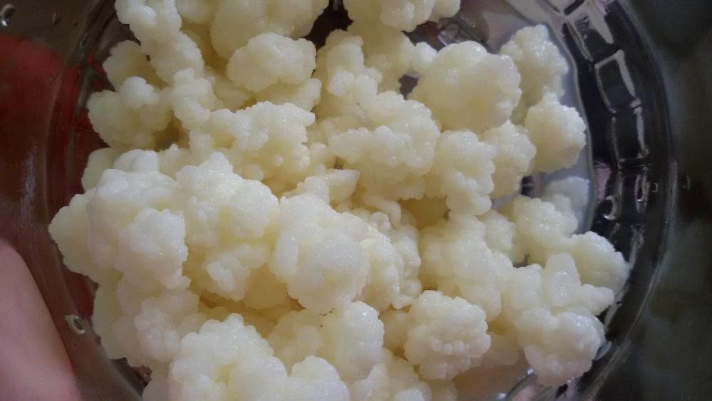 KEFIR de lapte Tibetiana