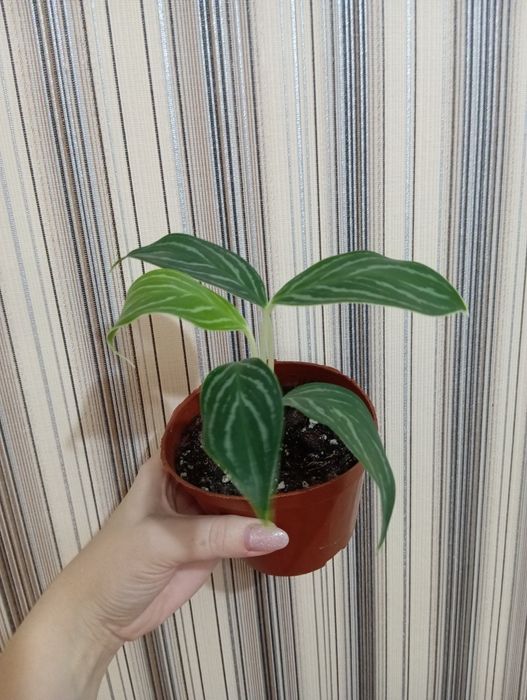 Продам Аглаонема разных сортов
