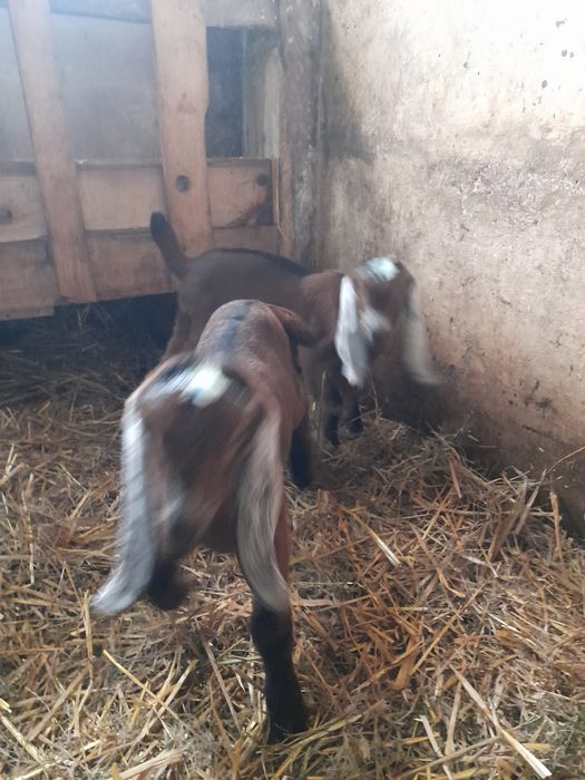 Vând 2 țapi Anglo nubieni