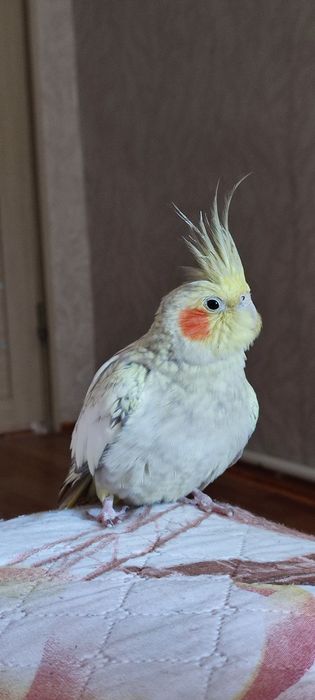Попугай корелла+клетка