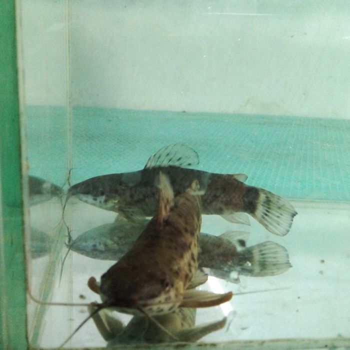 Декоративни рибки