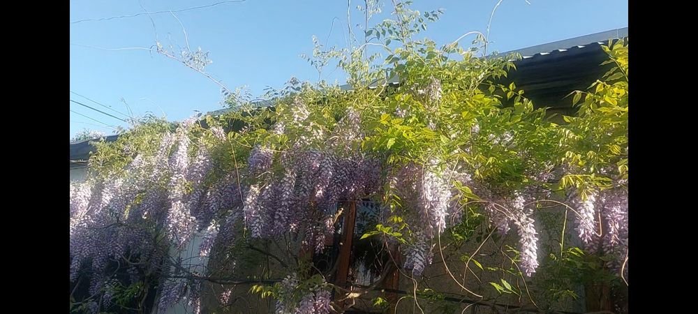 Глициния китайская (не укрывная)