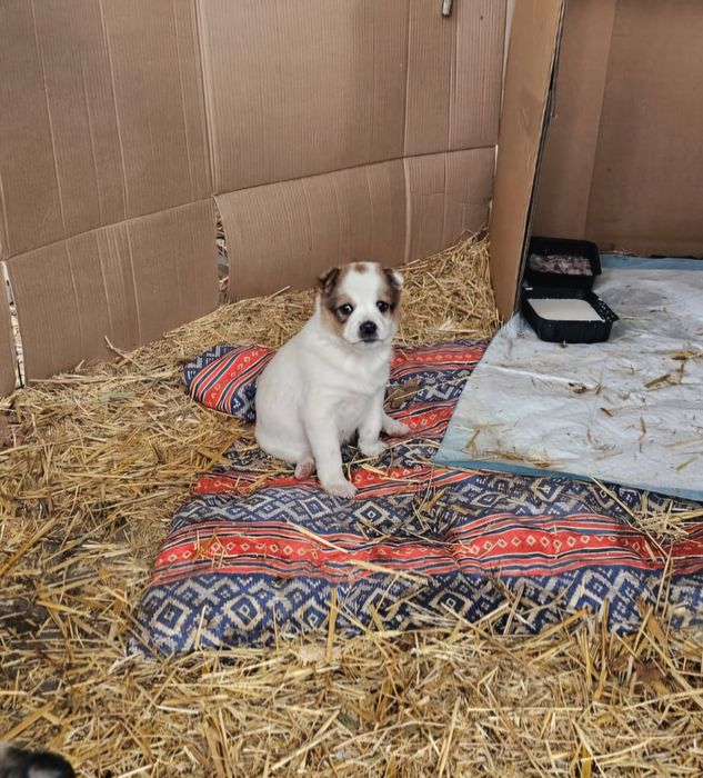 Отдам щенят в добрые руки