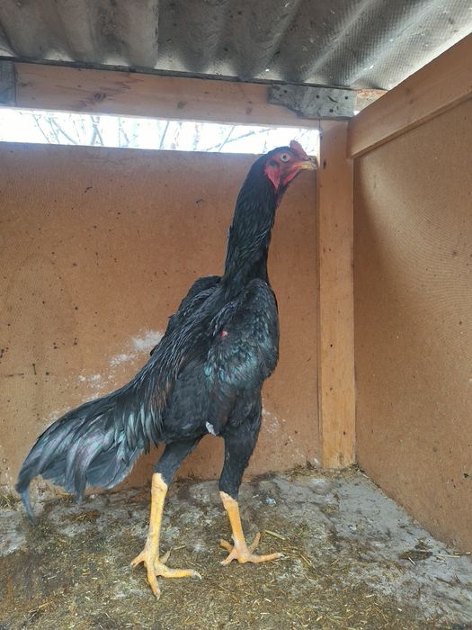 Тозза баданчи грачи жожа сотилади