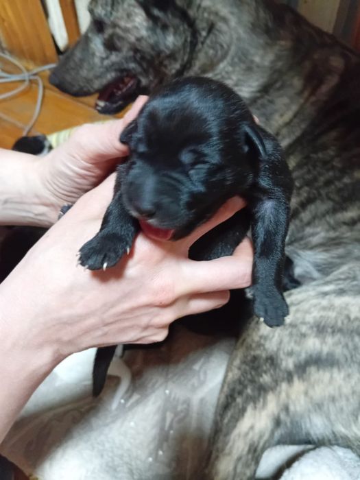 Щенята бесплатно