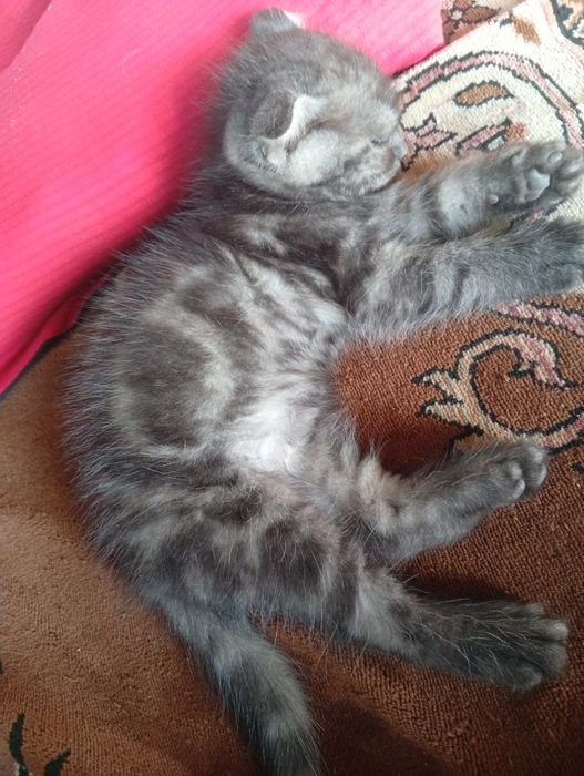 Продаются котята шотландцы