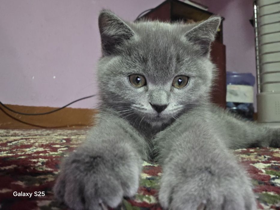 Скотиш Страйт киз бола