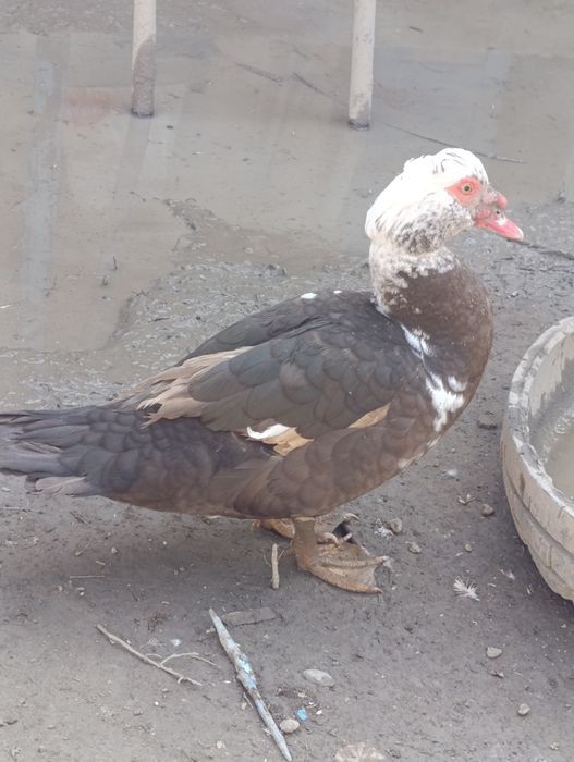 Продается индаутки