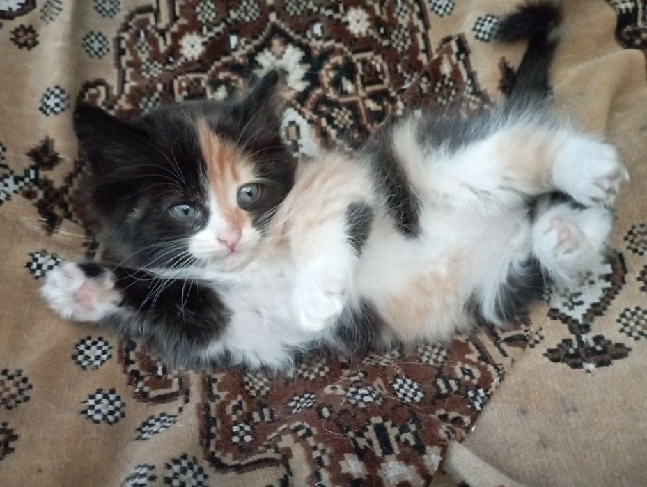отдам котят в добрые руки!!
