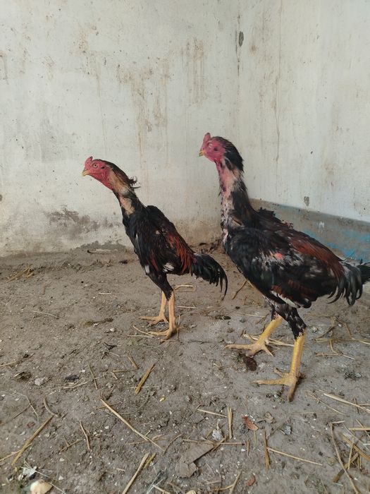 Dakang xo'rozla sotiladi