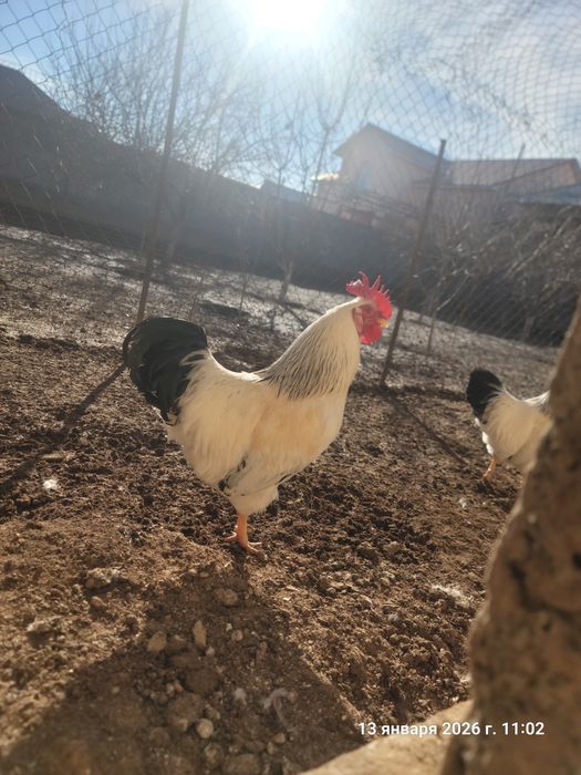 Домашный петух АДЛЕР