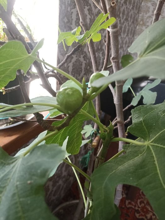 Продам комнатный Инжир