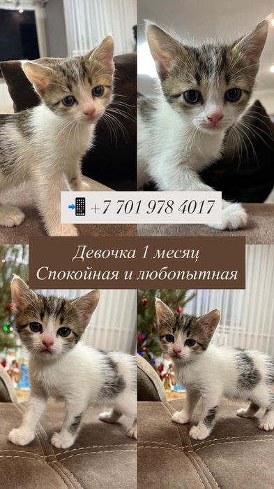 Отдам в хорошие руки