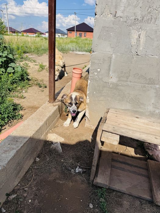Отдам щенка в добрые руки