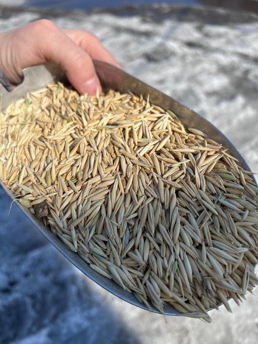 Овес Сұлы россыпью