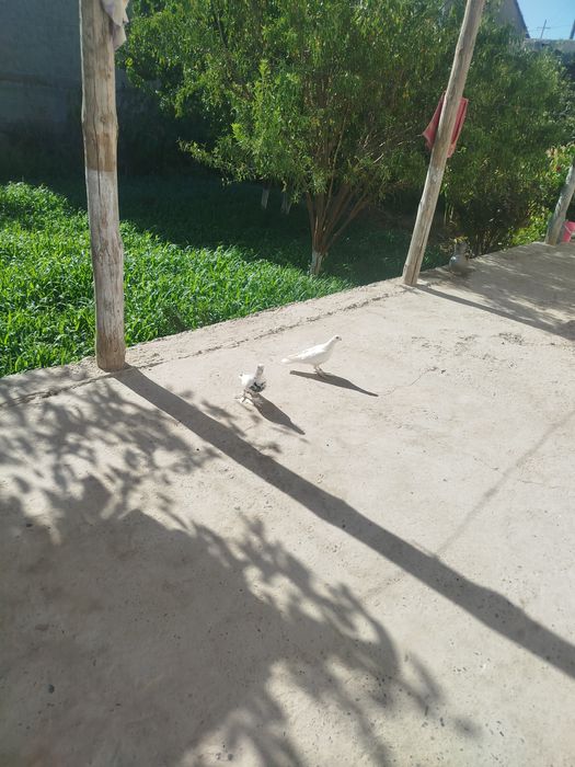 Кабутарлар сотилади жуфлик