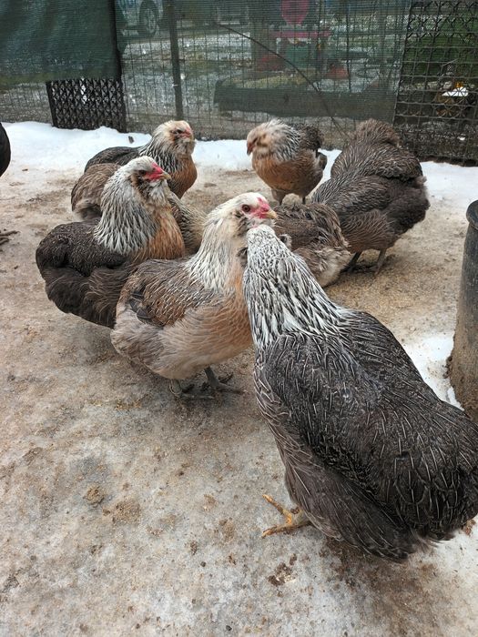 Araucana Silver,Araucana gât  auriu, Appenzeller Wiandotte GSG