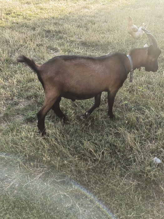 Țap alpin francez