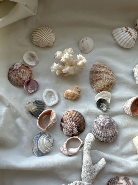 Ракушки разного вида
